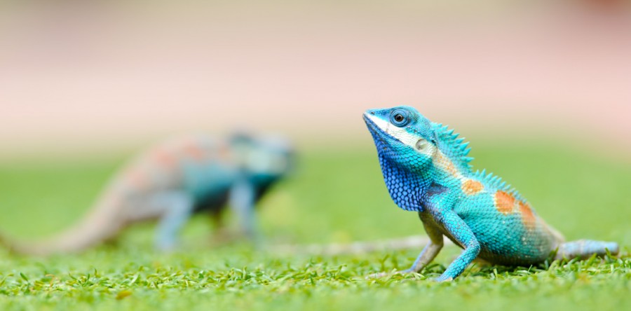 Suspendisse arcu nisl